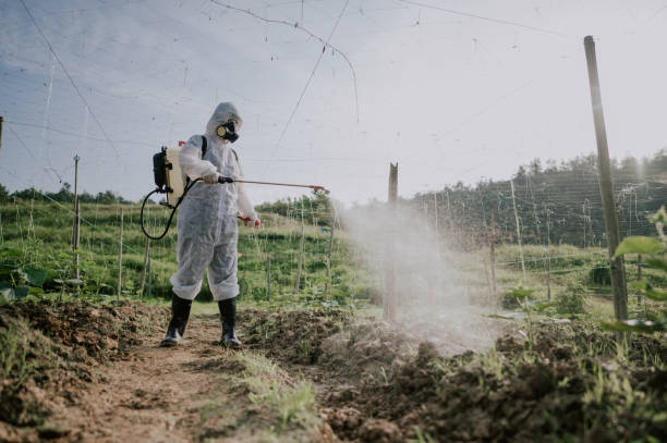Best Termite Control Services  in Iona, ID