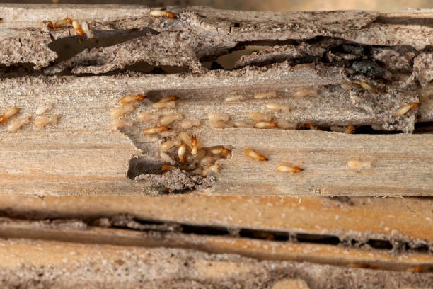 Best Wasp Removal Services  in Iona, ID
